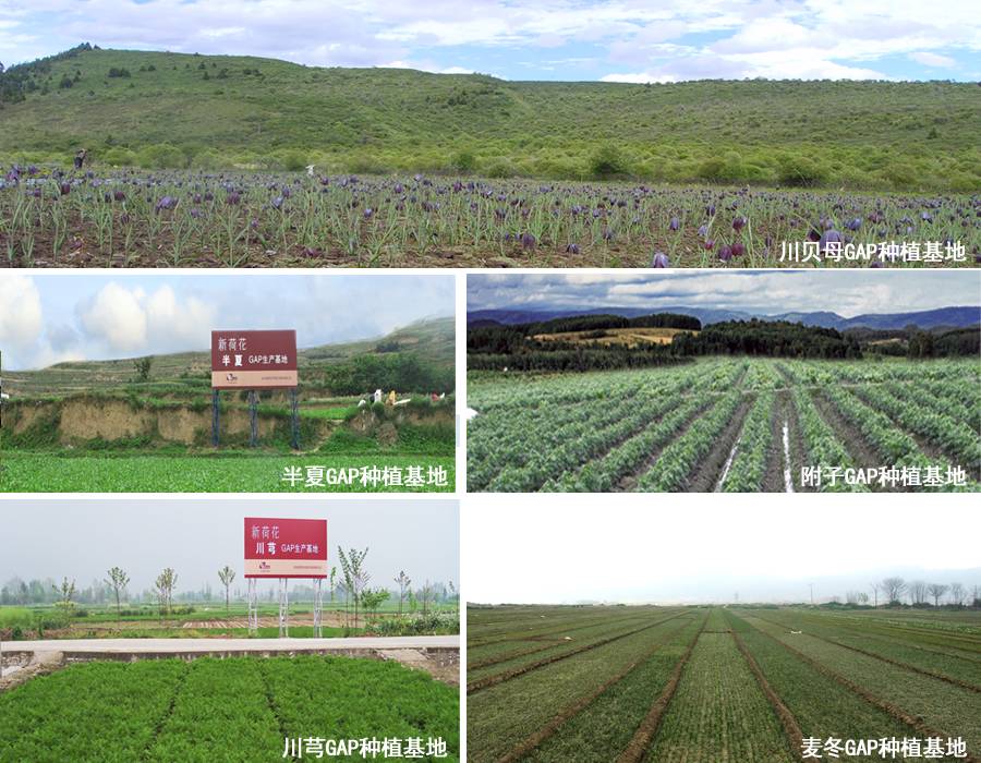 饮片风暴强势登陆药交会，新荷花重磅出击！代理商速来！